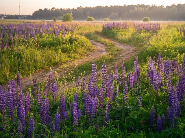 Обои дорога, цветы, лес, поле, лето, сиреневые, люпины, road, flowers, forest, field, summer, lilac, lupins разрешение 3840x2160 Загрузить