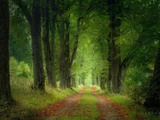 Обои дорога, деревья, природа, лес, пейзаж, чехия, road, trees, nature, forest, landscape, czech republic разрешение 2200x1467 Загрузить