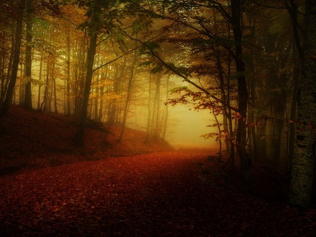 Обои дорога, лес, туман, осень, листопад, аллея, полумрак, road, forest, fog, autumn, falling leaves, alley, twilight разрешение 3840x2160 Загрузить