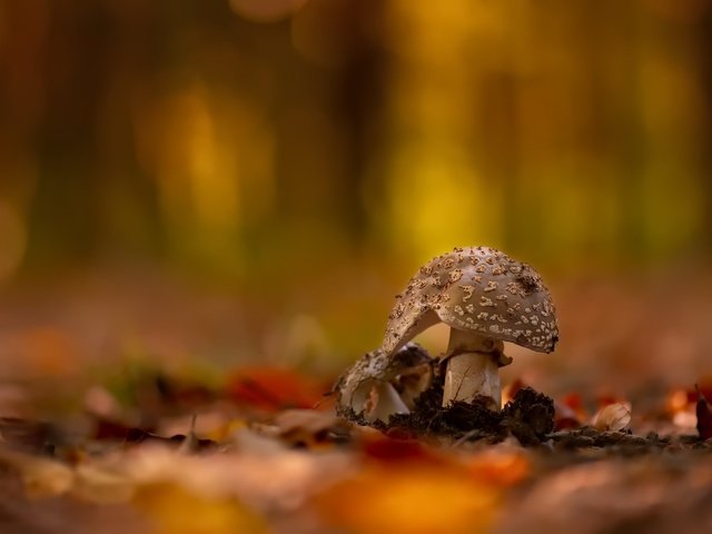 Обои фон, грибы, background, mushrooms разрешение 2048x1365 Загрузить