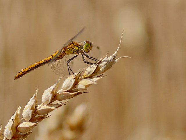 Обои фон, лето, стрекоза, колосок, background, summer, dragonfly, spike разрешение 4105x2737 Загрузить