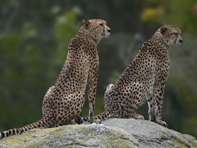 Обои камень, пара, два, гепард, сидят, гепарды, stone, pair, two, cheetah, sitting, cheetahs разрешение 1920x1168 Загрузить