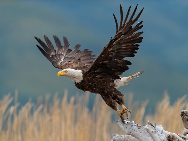 Обои крылья, птица, взлёт, взмах, коряга, боке, белоголовый орлан, wings, bird, the rise, stroke, snag, bokeh, bald eagle разрешение 4096x2731 Загрузить