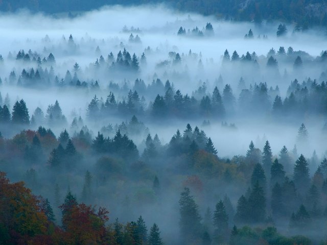 Обои лес, туман, осень, германия, бавария, forest, fog, autumn, germany, bayern разрешение 4596x2583 Загрузить