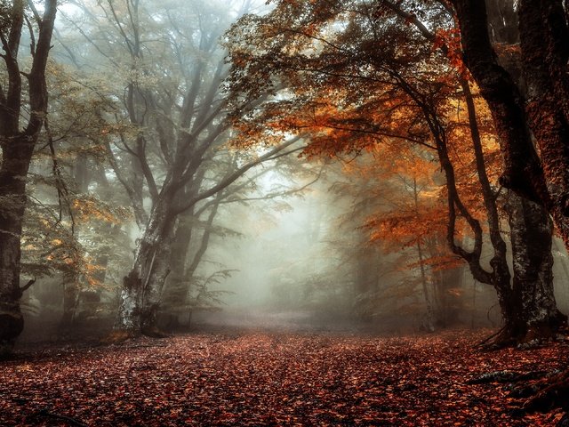 Обои лес, туман, ветки, стволы, листва, осень, аллея, forest, fog, branches, trunks, foliage, autumn, alley разрешение 3840x2160 Загрузить