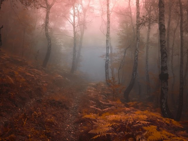 Обои лес, туман, forest, fog разрешение 3554x2267 Загрузить