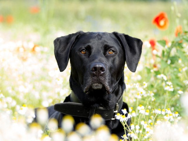 Обои лето, собака, маки, ромашки, лабрадор, ретривер, summer, dog, maki, chamomile, labrador, retriever разрешение 3840x2560 Загрузить