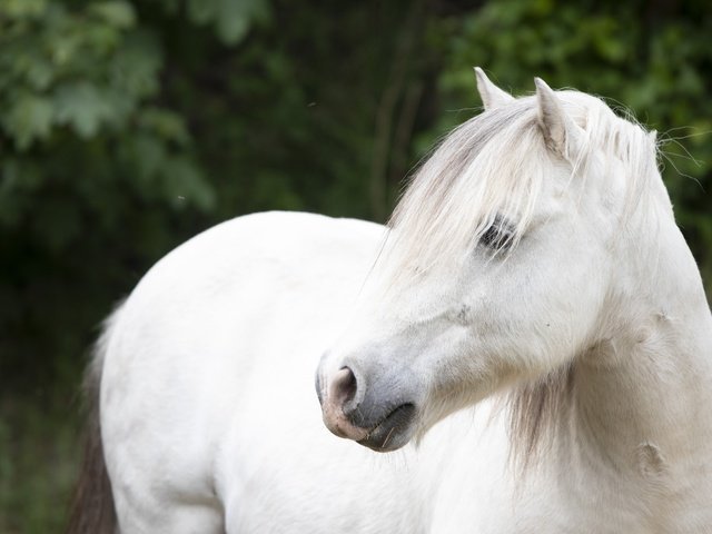 Обои лошадь, взгляд, конь, белая, horse, look, white разрешение 6000x4000 Загрузить