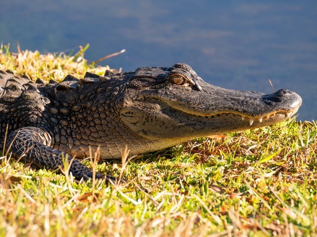 Обои морда, берег, водоем, крокодил, face, shore, pond, crocodile разрешение 6000x4000 Загрузить