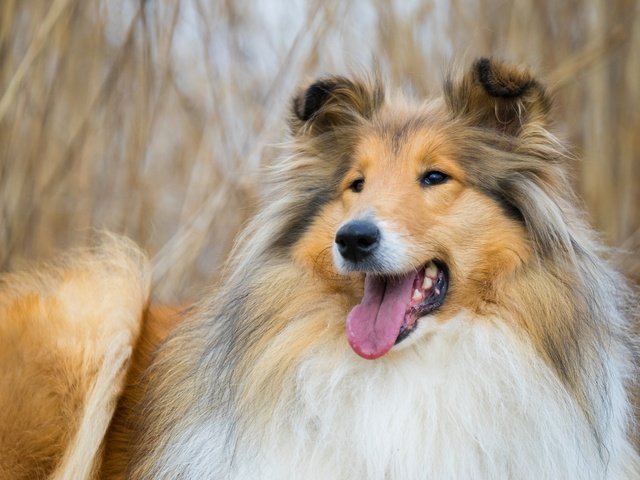 Обои морда, фон, собака, колли, face, background, dog, collie разрешение 5608x3739 Загрузить