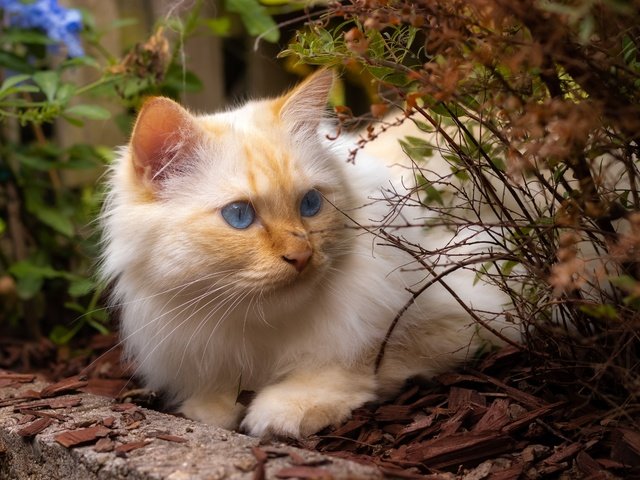 Обои морда, природа, поза, кот, кошка, взгляд, куст, рыжий, face, nature, pose, cat, look, bush, red разрешение 6000x4000 Загрузить