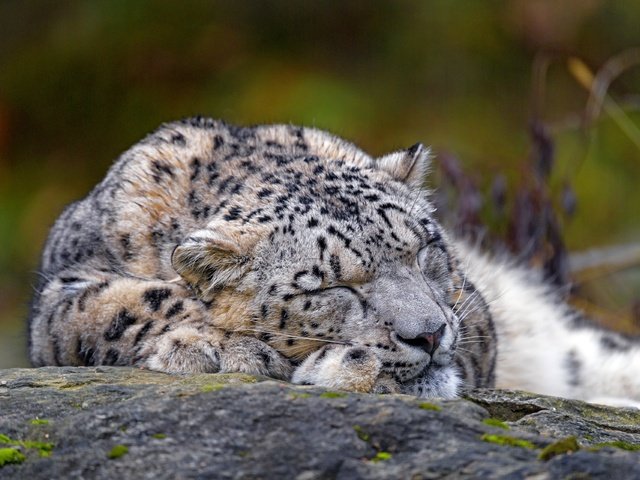 Обои морда, природа, сон, лежит, спит, снежный барс, ирбис, face, nature, sleep, lies, sleeping, snow leopard, irbis разрешение 3840x2560 Загрузить