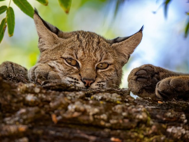 Обои морда, рысь, лапы, взгляд, дикая кошка, face, lynx, paws, look, wild cat разрешение 2048x1365 Загрузить