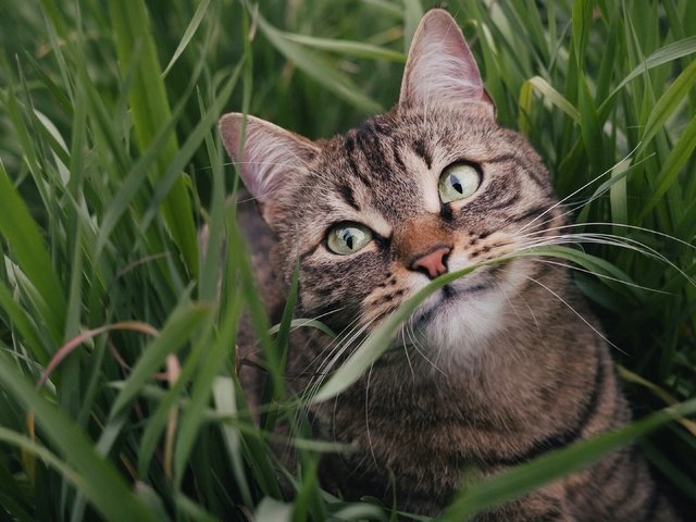 Обои морда, трава, зелень, поза, портрет, кот, лето, кошка, взгляд, look, face, grass, greens, pose, portrait, cat, summer разрешение 3840x2160 Загрузить