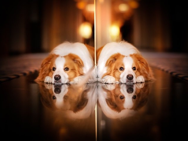 Обои отражение, взгляд, собака, reflection, look, dog разрешение 2048x1365 Загрузить