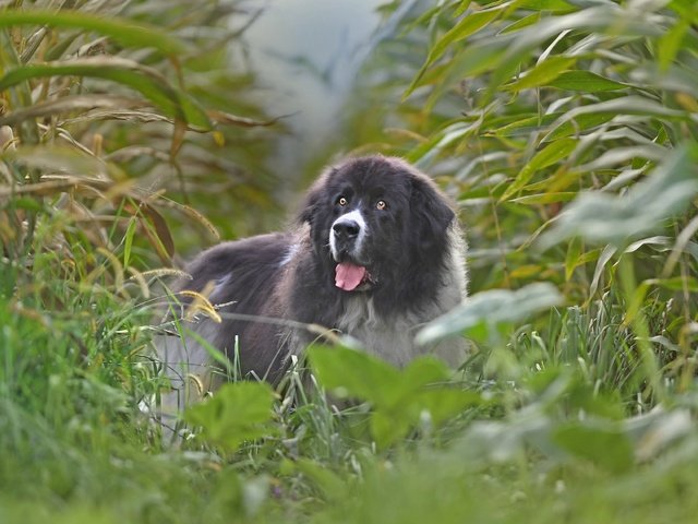 Обои поле, собака, кукуруза, ландсир, field, dog, corn разрешение 3600x2519 Загрузить