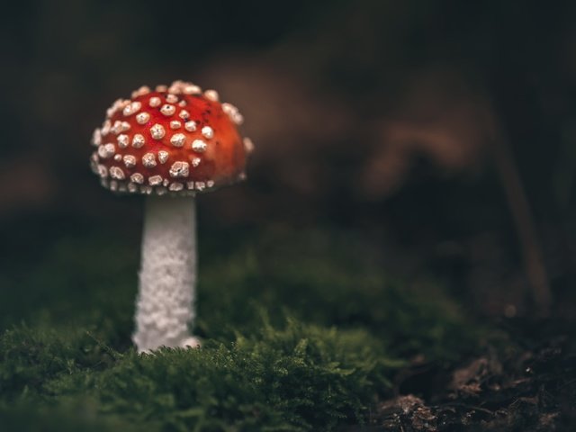 Обои природа, гриб, nature, mushroom разрешение 3840x2160 Загрузить