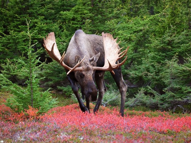 Обои природа, лось, nature, moose разрешение 2048x1300 Загрузить