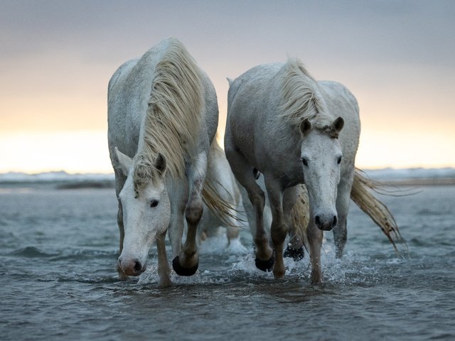 Обои природа, море, пара, белые, лошади, кони, nature, sea, pair, white, horse, horses разрешение 6144x3771 Загрузить