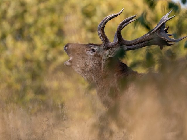 Обои природа, олень, профиль, животное, рога, голова, nature, deer, profile, animal, horns, head разрешение 2048x1365 Загрузить