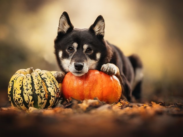 Обои природа, собака, тыква, nature, dog, pumpkin разрешение 2048x1365 Загрузить