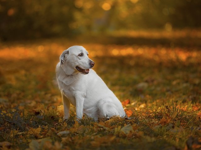 Обои природа, собака, nature, dog разрешение 2048x1365 Загрузить