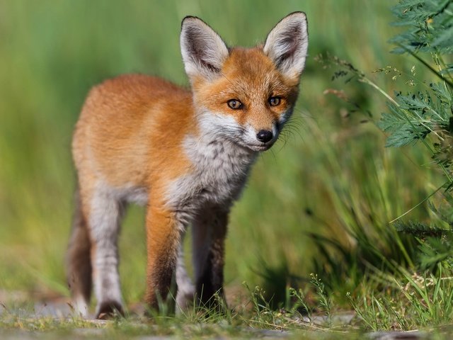 Обои природа, взгляд, лиса, мордашка, малыш, лисенок, nature, look, fox, face, baby разрешение 2000x1334 Загрузить