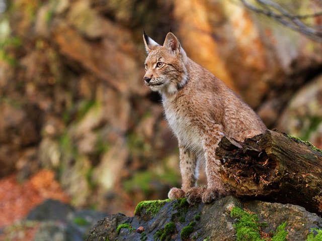 Обои рысь, осень, сидит, камень, бревно, боке, lynx, autumn, sitting, stone, log, bokeh разрешение 4628x3331 Загрузить