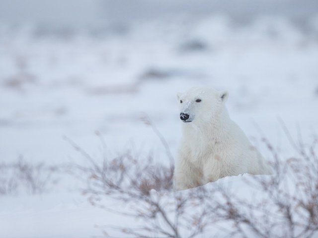 Обои снег, зима, полярный медведь, белый медведь, snow, winter, polar bear разрешение 1920x1280 Загрузить