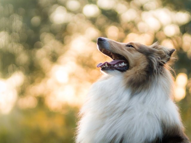 Обои собака, боке, колли, шелти, dog, bokeh, collie, sheltie разрешение 2880x1920 Загрузить