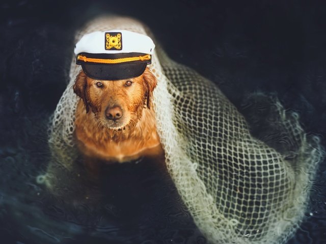 Обои собака, друг, моряк, dog, each, sailor разрешение 2048x1300 Загрузить