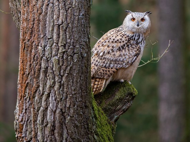 Обои сова, дерево, птица, филин, owl, tree, bird разрешение 4322x3049 Загрузить