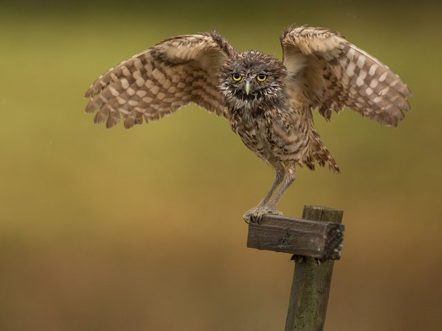 Обои сова, фон, птица, сыч, размах крыльев, столбик, owl, background, bird, wingspan, column разрешение 3071x2031 Загрузить