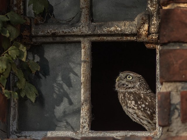 Обои сова, птица, окно, owl, bird, window разрешение 2048x1300 Загрузить