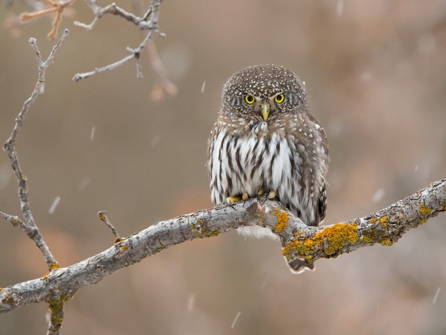 Обои сова, ветка, фон, птица, дождь, сыч, owl, branch, background, bird, rain разрешение 4604x3069 Загрузить