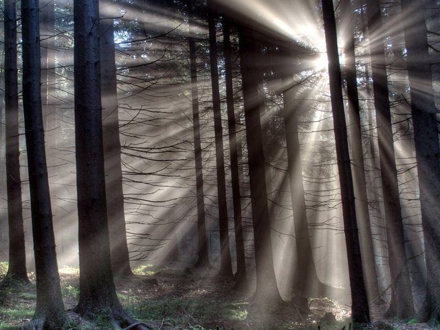 Обои свет, деревья, природа, лес, лучи, light, trees, nature, forest, rays разрешение 1920x1080 Загрузить