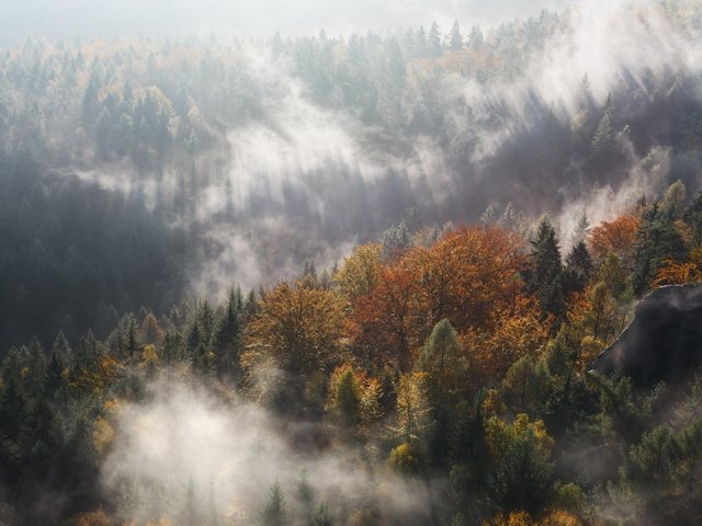 Обои свет, деревья, природа, лес, туман, осень, light, trees, nature, forest, fog, autumn разрешение 3840x2160 Загрузить