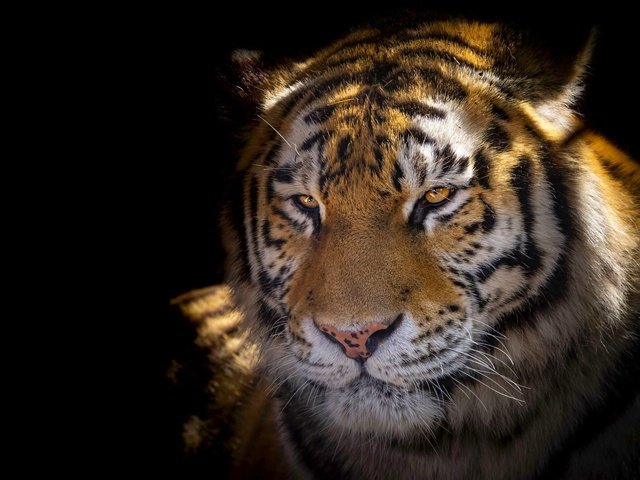 Обои тигр, морда, свет, портрет, взгляд, черный фон, tiger, face, light, portrait, look, black background разрешение 2364x1330 Загрузить