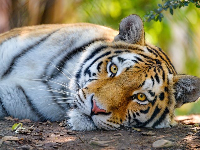 Обои тигр, морда, взгляд, дикая кошка, tiger, face, look, wild cat разрешение 5190x3460 Загрузить