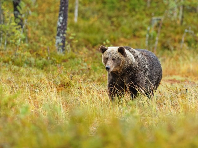 Обои трава, лес, медведь, поляна, прогулка, grass, forest, bear, glade, walk разрешение 3840x2560 Загрузить