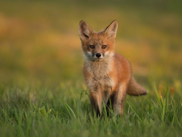 Обои трава, поляна, лиса, прогулка, лисенок, grass, glade, fox, walk разрешение 3906x2528 Загрузить