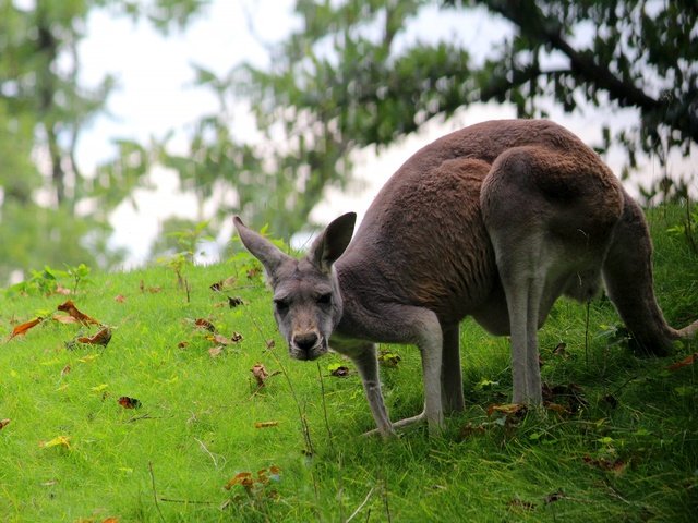 Обои трава, поза, кенгуру, grass, pose, kangaroo разрешение 2560x1707 Загрузить