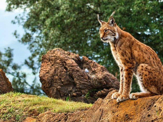 Обои трава, природа, дерево, камни, рысь, листва, сидит, боке, grass, nature, tree, stones, lynx, foliage, sitting, bokeh разрешение 3840x2160 Загрузить