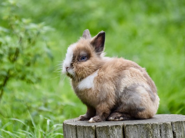 Обои трава, природа, кролик, пень, заяц, пятнистый, grass, nature, rabbit, stump, hare, spotted разрешение 2560x1706 Загрузить