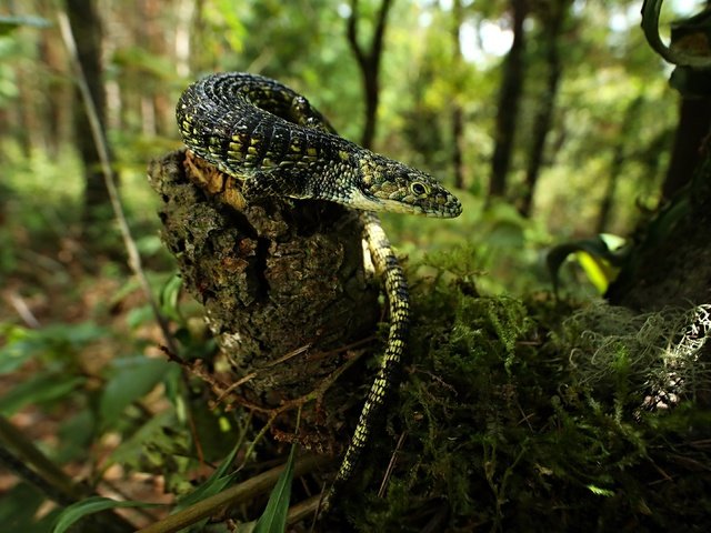 Обои трава, боке, природа, лес, взгляд, ящерица, мох, пень, сук, grass, bokeh, nature, forest, look, lizard, moss, stump, bitches разрешение 3840x2160 Загрузить