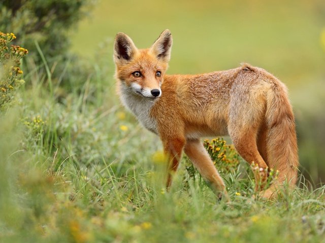 Обои трава, природа, поза, взгляд, лиса, grass, nature, pose, look, fox разрешение 2000x1286 Загрузить