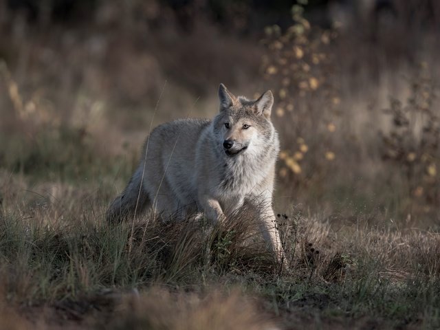 Обои трава, природа, взгляд, серый, бег, волк, grass, nature, look, grey, running, wolf разрешение 4899x3411 Загрузить