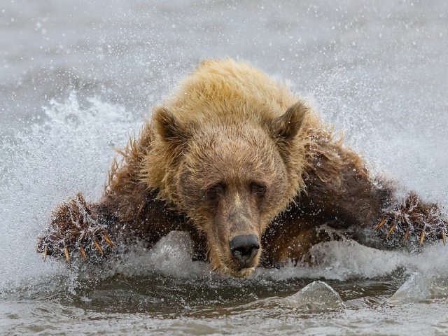 Обои вода, медведь, зверь, water, bear, beast разрешение 3840x2160 Загрузить