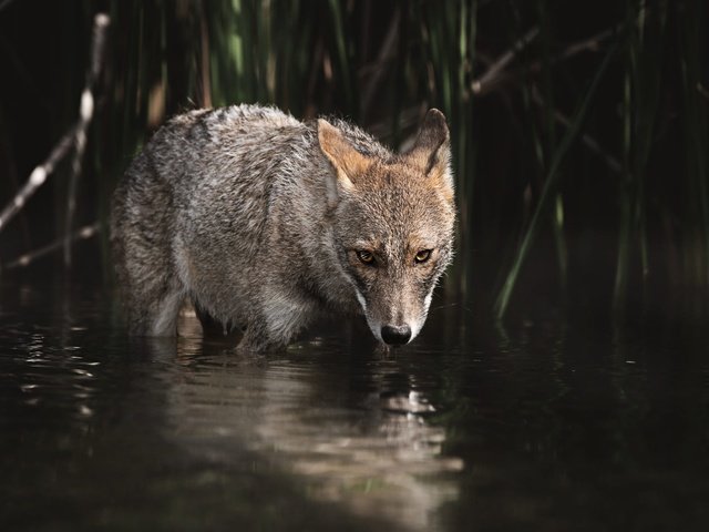 Обои вода, взгляд, водоем, темный фон, купание, волк, койот, water, look, pond, the dark background, bathing, wolf, coyote разрешение 2000x1333 Загрузить