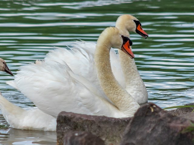 Обои водоем, пара, белые, лебеди, pond, pair, white, swans разрешение 2880x1620 Загрузить